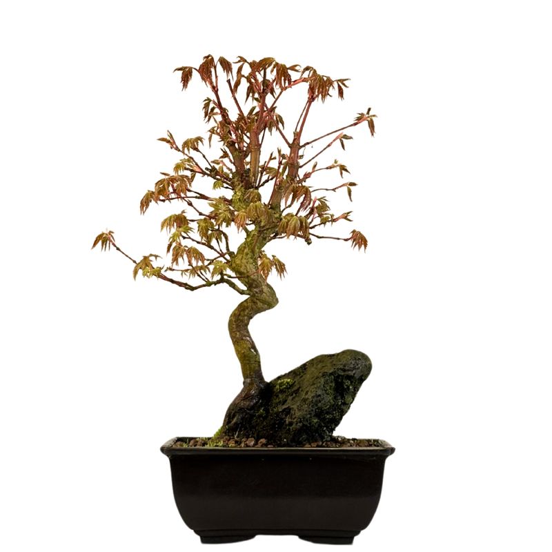 Acer Palmatum - Ahorne auf dem Felsen P15 Acer Palmatum - Ahorne auf dem Felsen P15