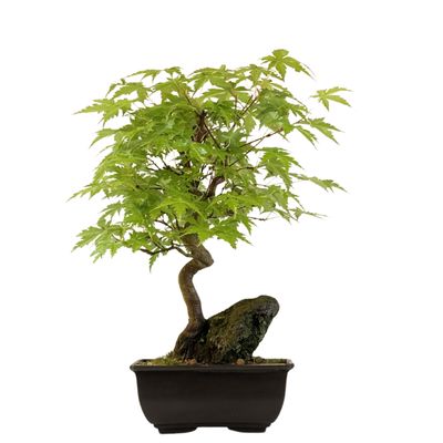 Acer Palmatum - Ahorne auf dem Felsen P15