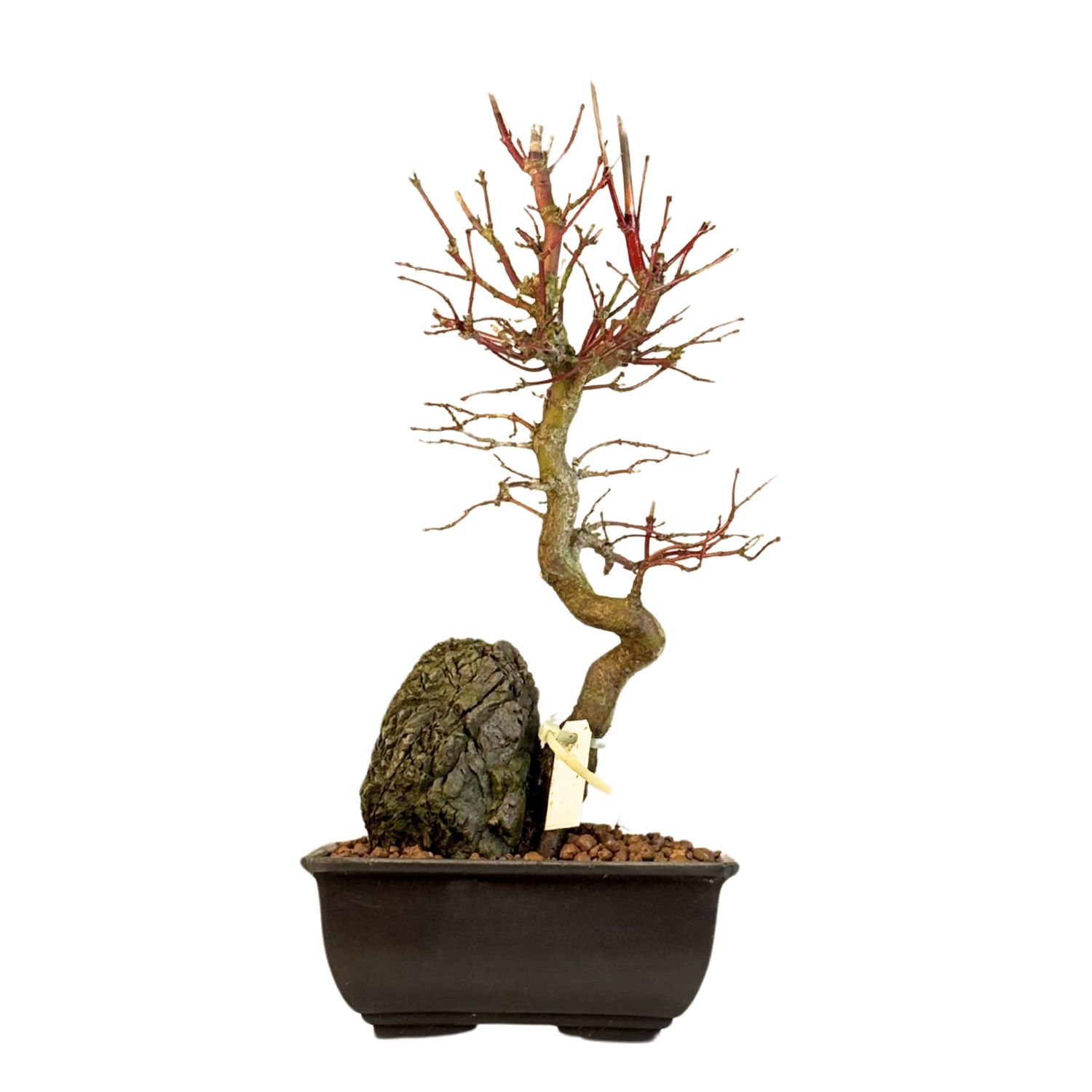 Acer Palmatum - Ahorne auf dem Felsen P15