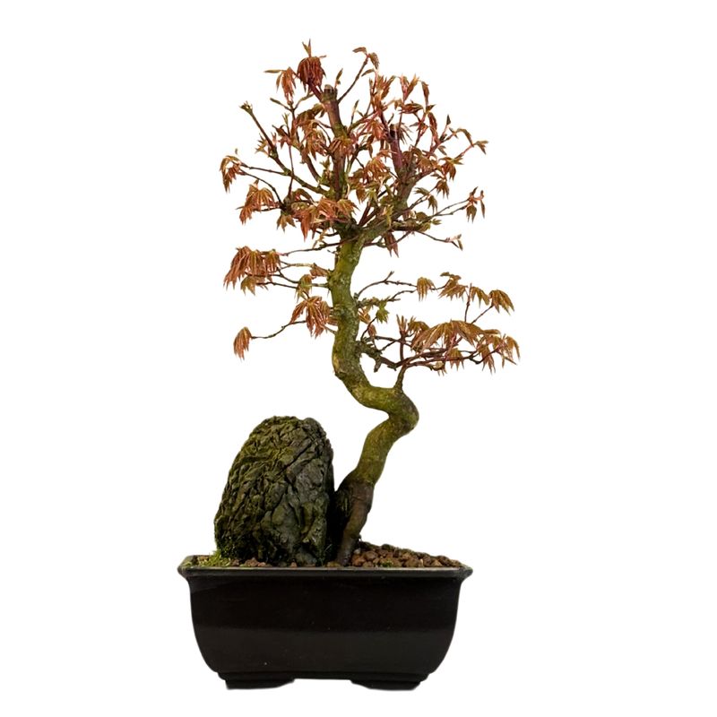 Acer Palmatum - Ahorne auf dem Felsen P15 Acer Palmatum - Ahorne auf dem Felsen P15