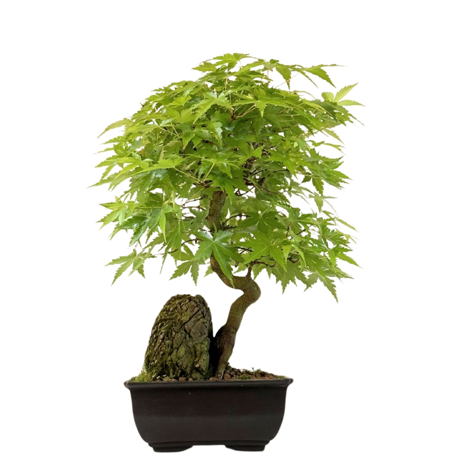 Acer Palmatum - Ahorne auf dem Felsen P15