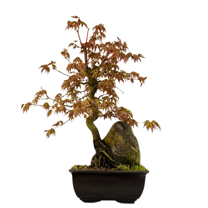 Acer Palmatum - Ahorne auf dem Felsen P15 Acer Palmatum - Ahorne auf dem Felsen P15