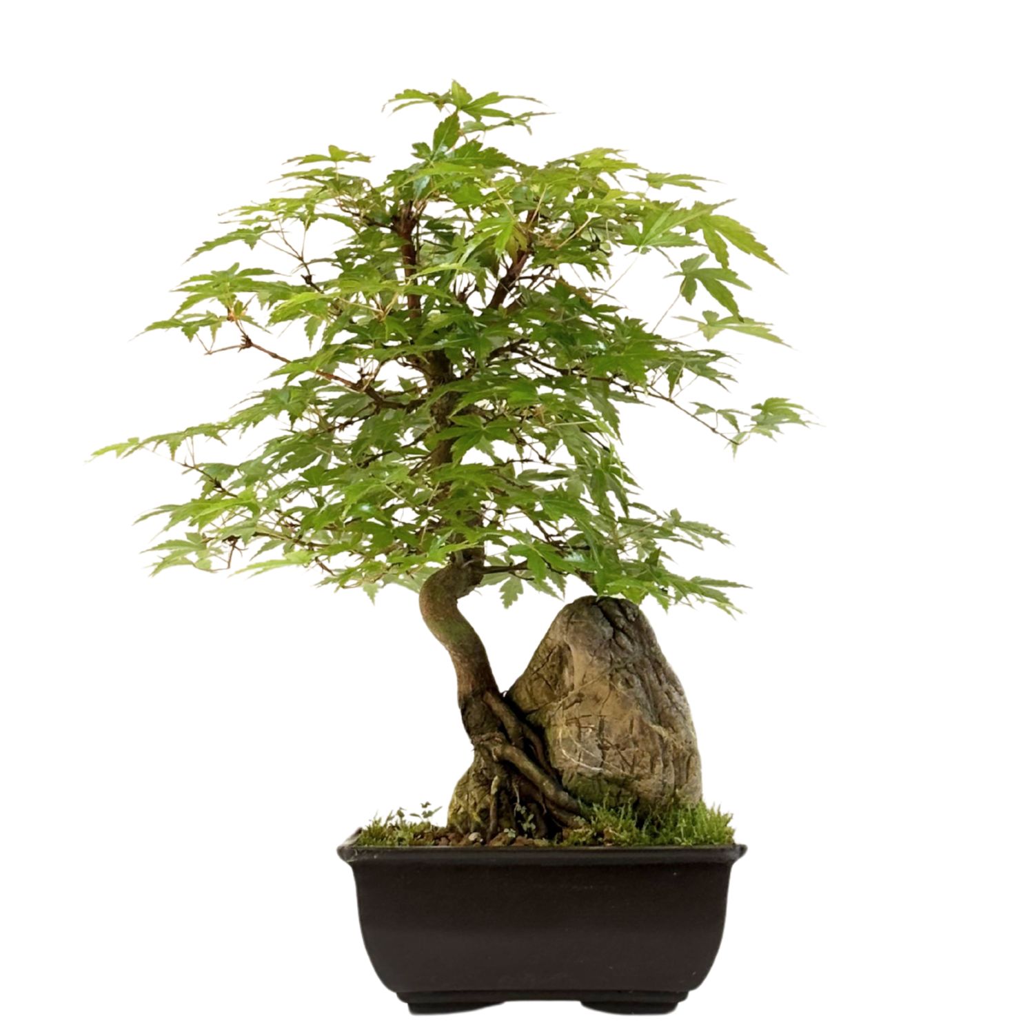 Acer Palmatum - Ahorne auf dem Felsen P15