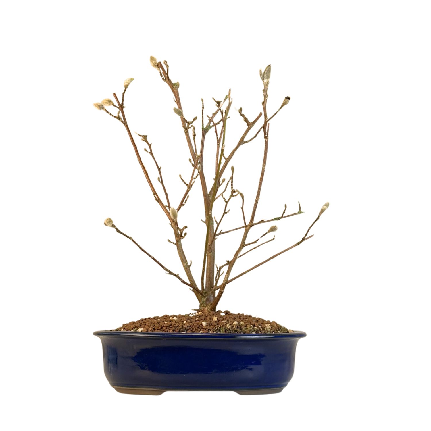 Magnolia Bonsai P30