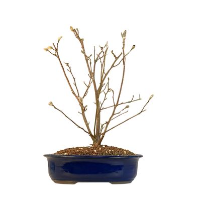 Magnolia Bonsai P30