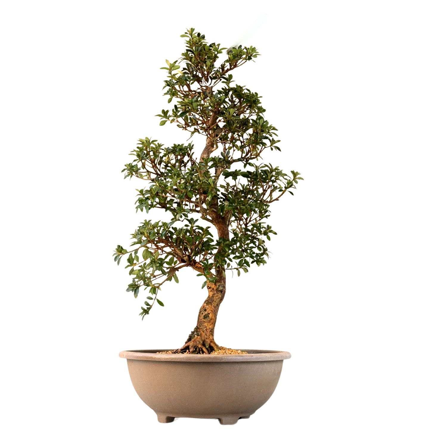 Japanische Satsuki-Azalee "Hanatsuzuri" P30