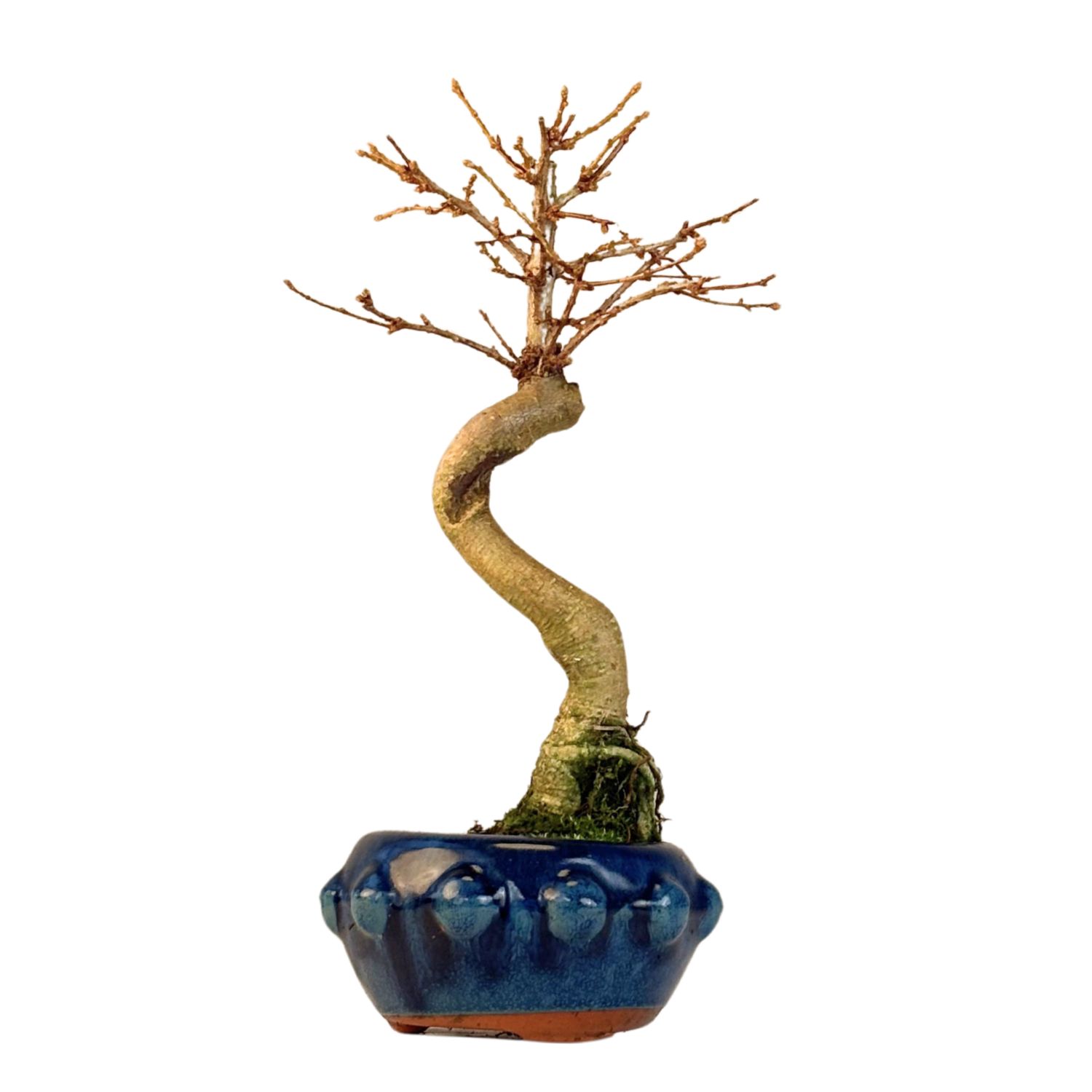 Pseudolarix Bonsai (Gold-Lärche) 12 cm topf