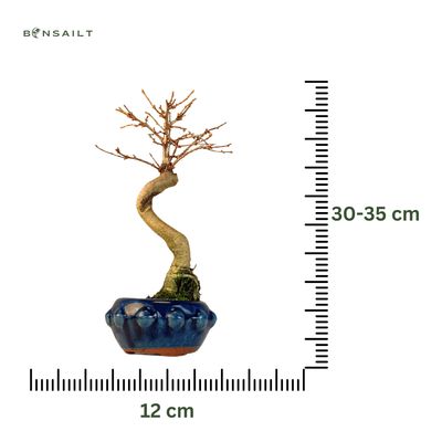 Pseudolarix Bonsai (Gold-Lärche) 12 cm topf