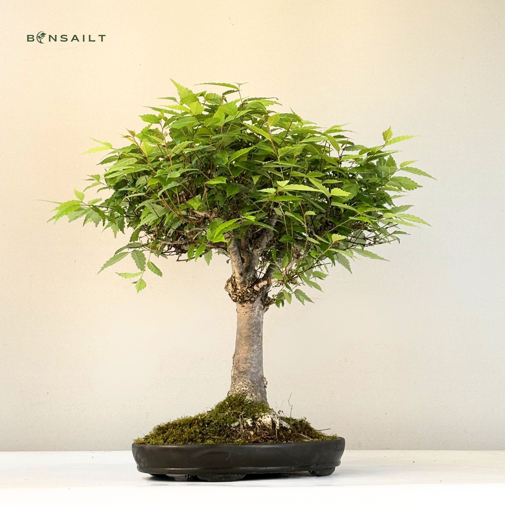 Zelkova bonsai