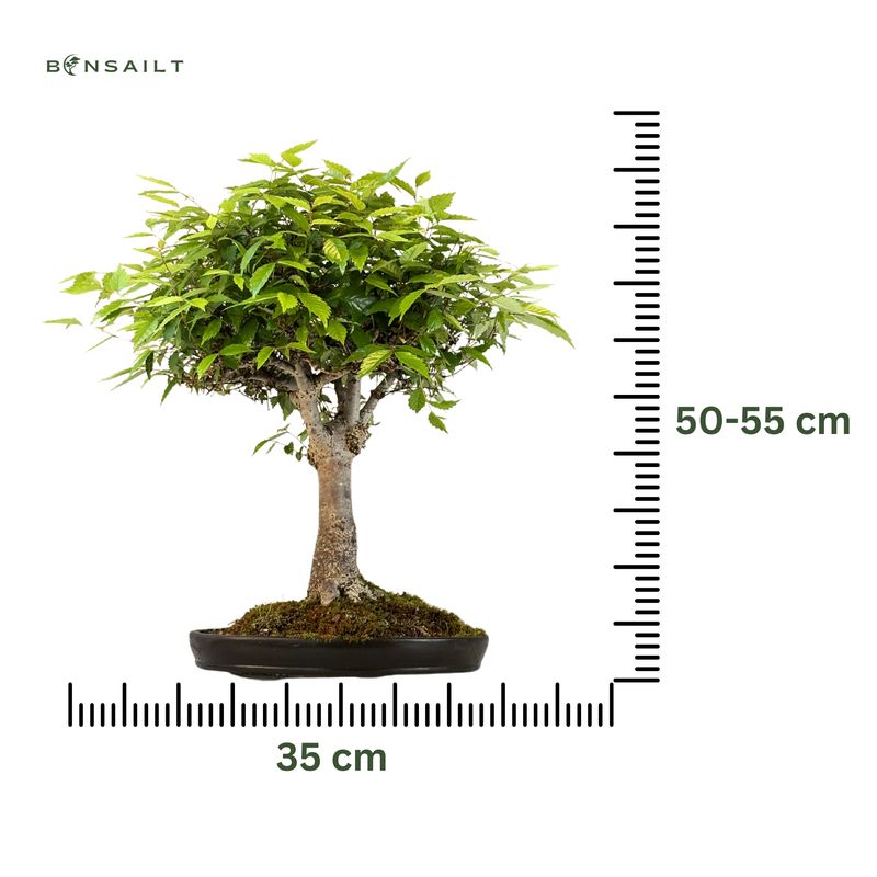 Zelkove Serrata Japanische Ulme Bonsai P35