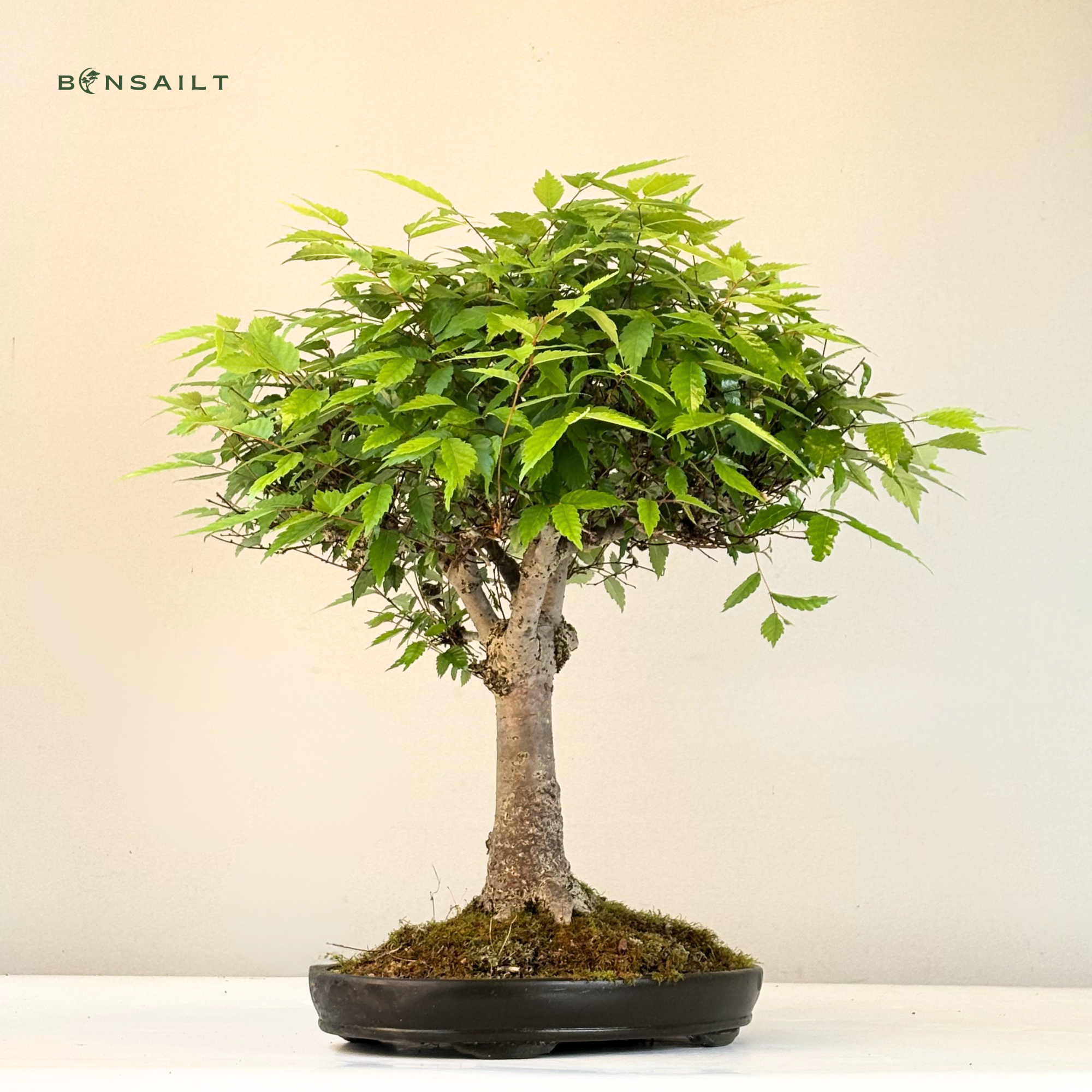 Zelkova bonsai