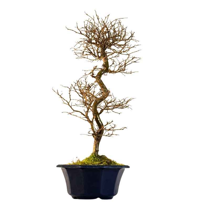 Ulmus parvifolia (Japanische Ulme) Bonsai P18