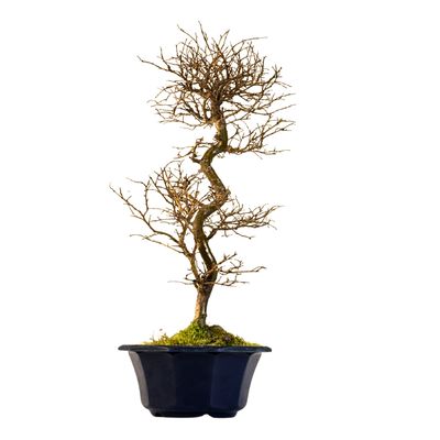 Ulmus parvifolia (Japanische Ulme) Bonsai P18