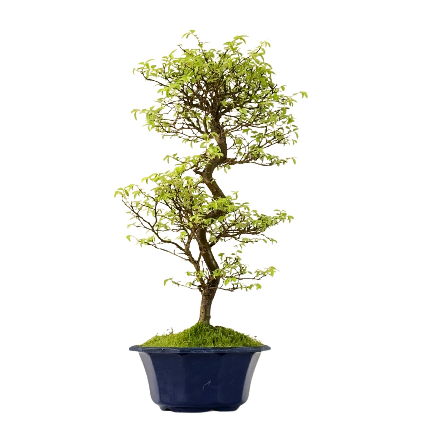 Ulmus parvifolia (Japanische Ulme) Bonsai P18