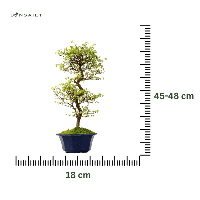 Ulmus parvifolia (Japanische Ulme) Bonsai P18