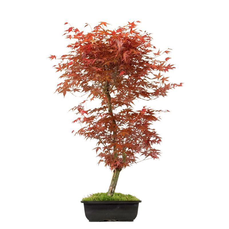 Ahorne Deshojo Bonsai- Acer Bonsai Baum P25