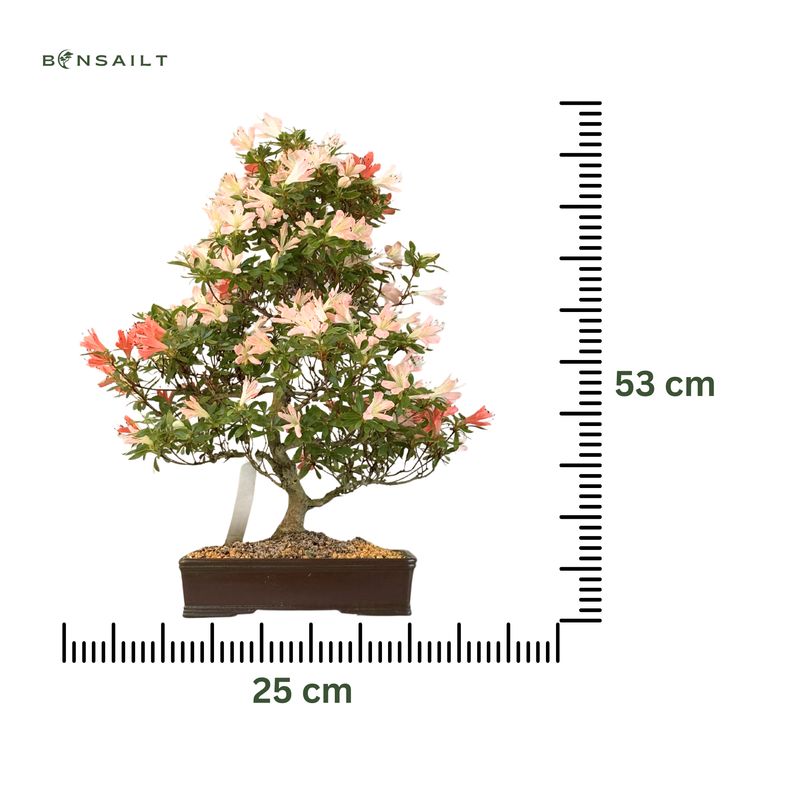 Japanische Satsuki-Azalee "Nanbanishiki" P25