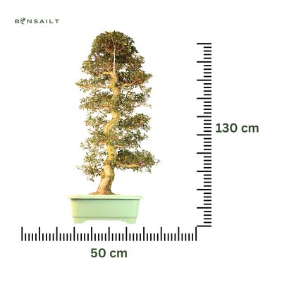 Japanische Satsuki-Azalee XL ,,Shikou" P50