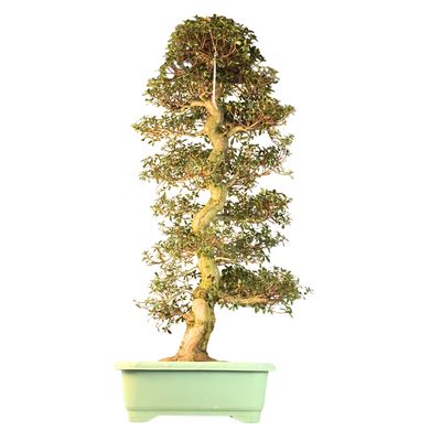 Japanische Satsuki-Azalee XL ,,Shikou" P50