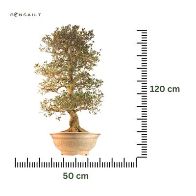 Japanische Satsuki-Azalee XL ,,Asuka-no-Homare" P50