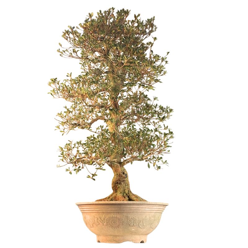 Japanische Satsuki-Azalee XL ,,Asuka-no-Homare" P50