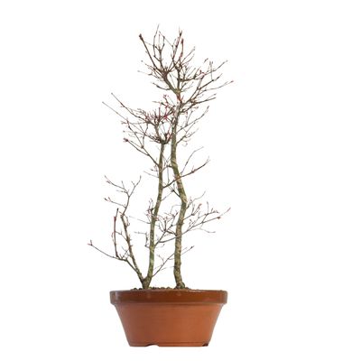 Ahorne Deshojo Bonsai- Acer Bonsai Baum P25