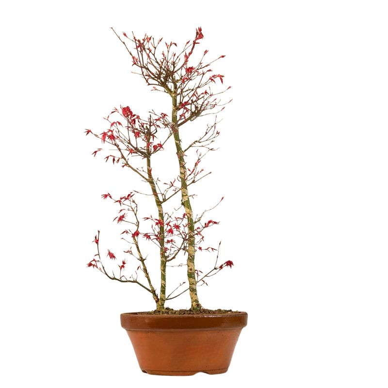 Ahorne Deshojo Bonsai- Acer Bonsai Baum P25