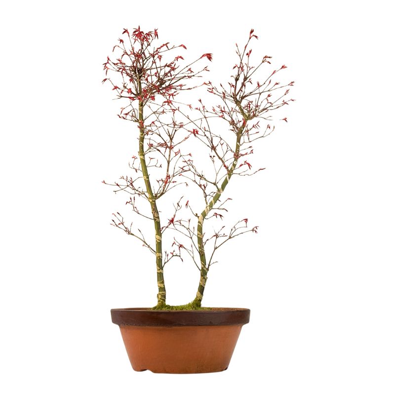 Ahorne Deshojo Bonsai- Acer Bonsai Baum P30