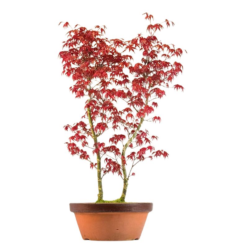 Ahorne Deshojo Bonsai- Acer Bonsai Baum P30 Ahorne Deshojo Bonsai- Acer Bonsai Baum P30