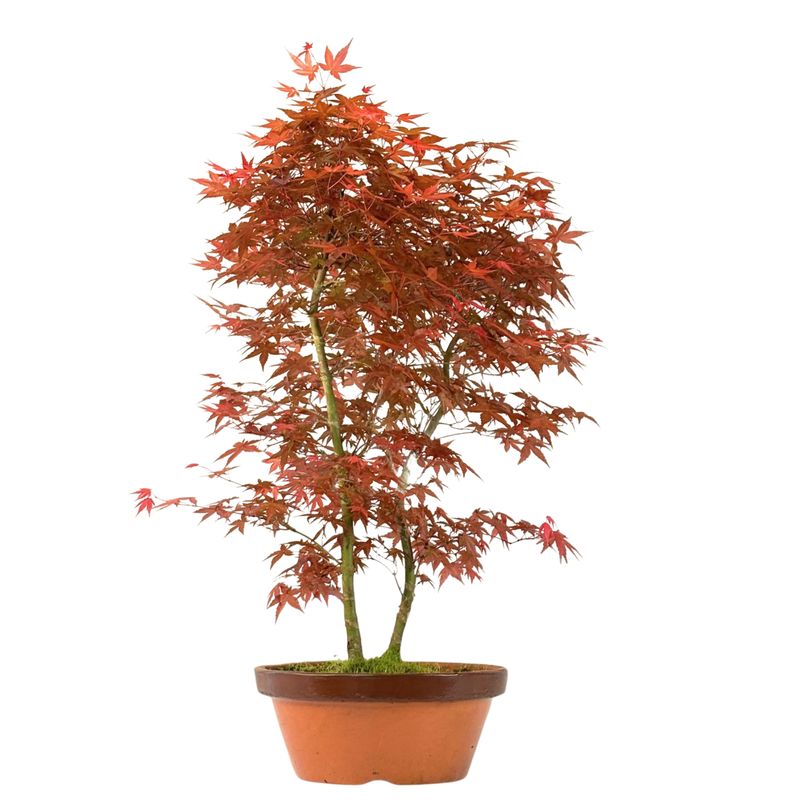 Ahorne Deshojo Bonsai- Acer Bonsai Baum P30