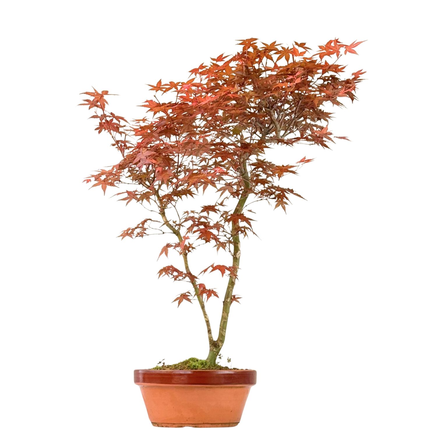 Ahorne Deshojo Bonsai- Acer Bonsai Baum P20