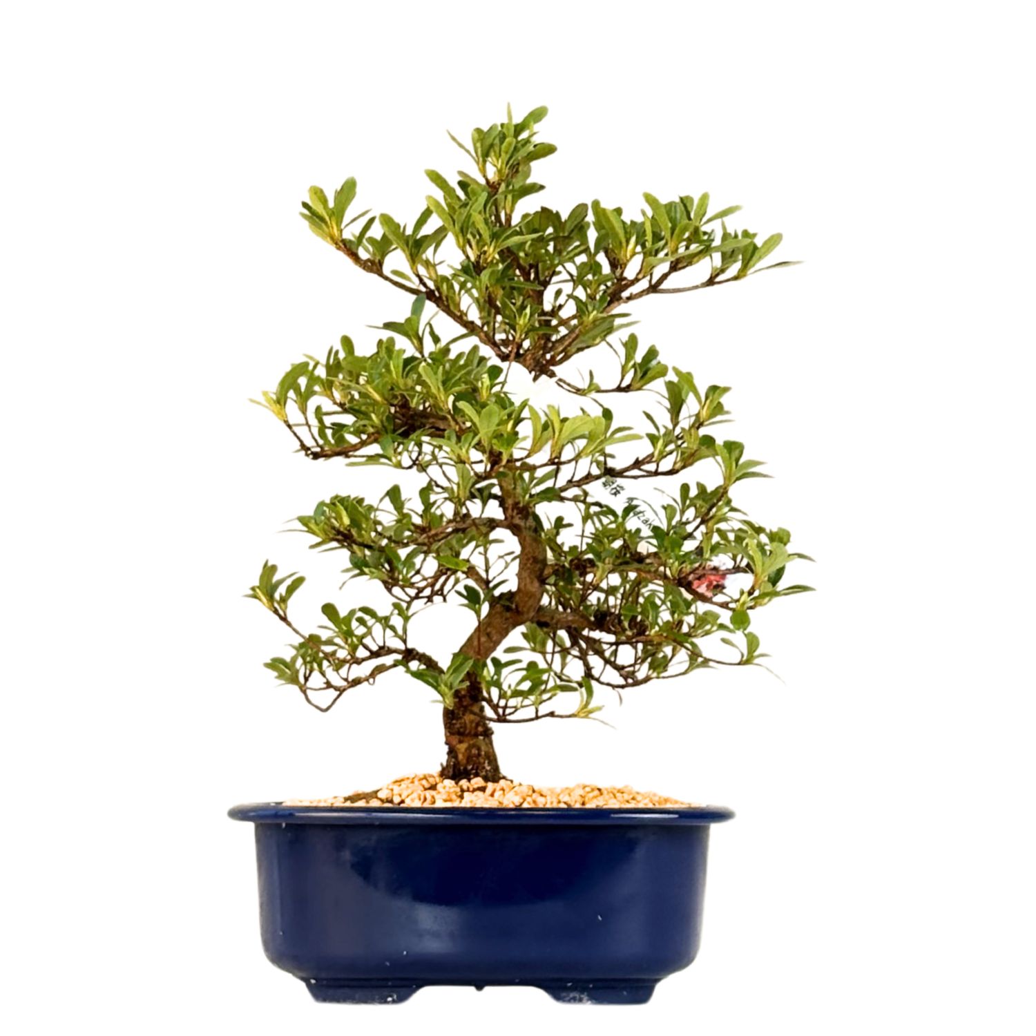 Satsuki Azalee Bonsai – Blühender Bonsai aus Japan im 18 cm Topf ,,Asazakura"