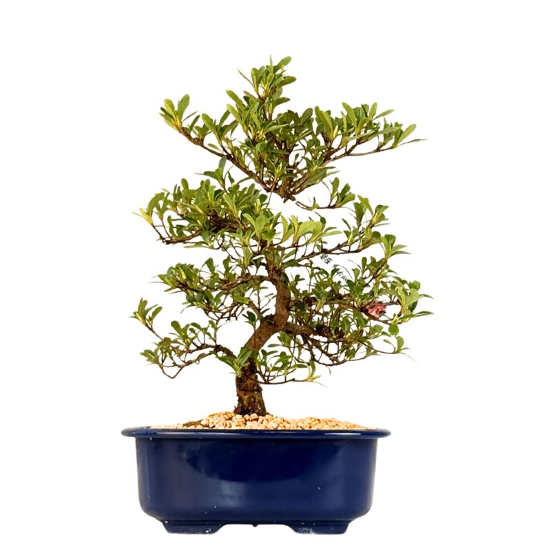 Satsuki Azalee Bonsai – Blühender Bonsai aus Japan im 18 cm Topf ,,Asazakura"