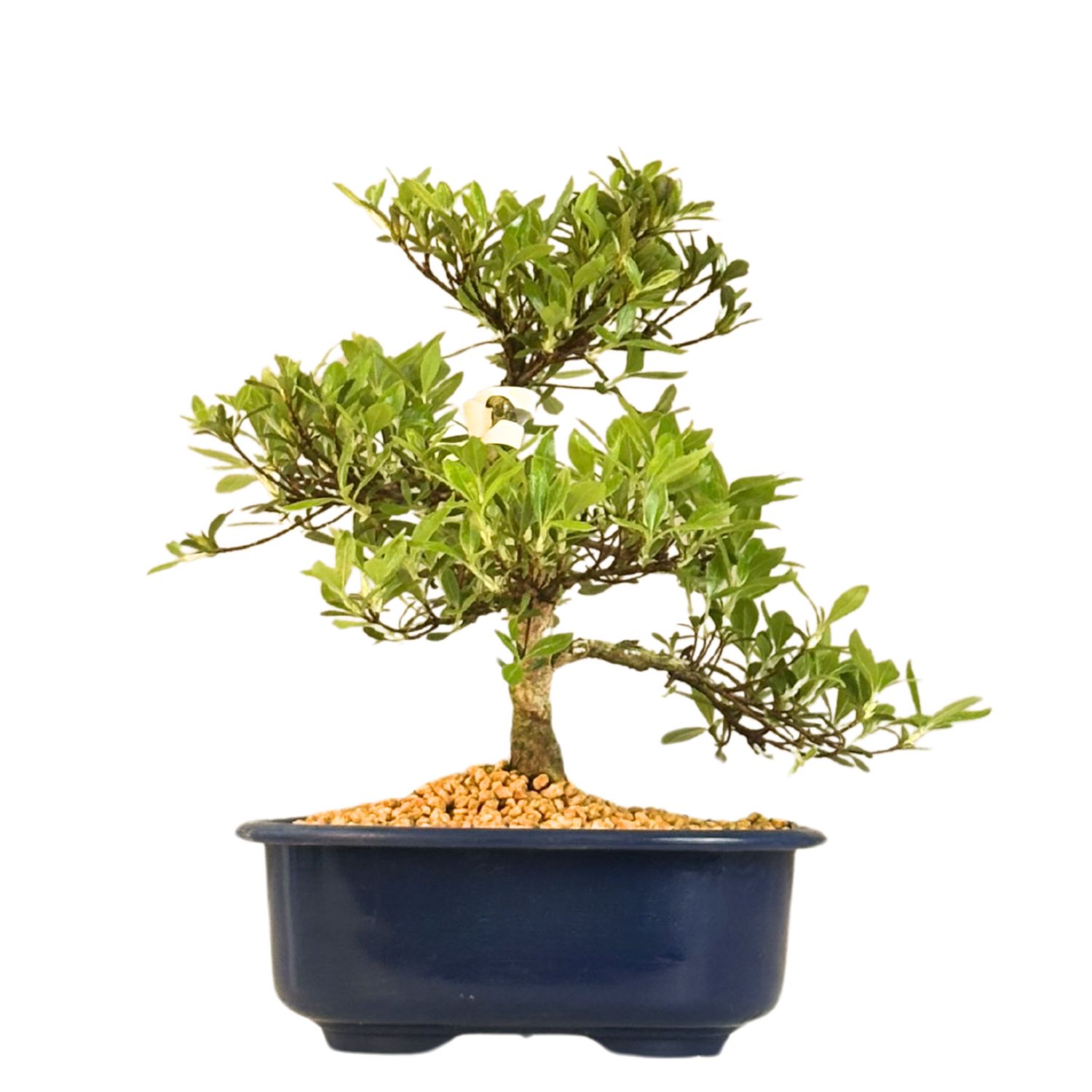 Satsuki Azalee Bonsai – Blühender Bonsai aus Japan im 18 cm Topf ,,Matsu-Kagami"