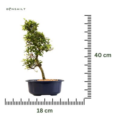 Satsuki Azalee Bonsai – Blühender Bonsai aus Japan im 18 cm Topf ,,Nasuno"