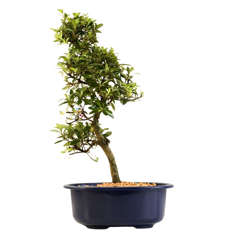 Satsuki Azalee Bonsai – Blühender Bonsai aus Japan im 18 cm Topf ,,Nasuno" Satsuki Azalee Bonsai – Blühender Bonsai aus Japan im 18 cm Topf ,,Nasuno"