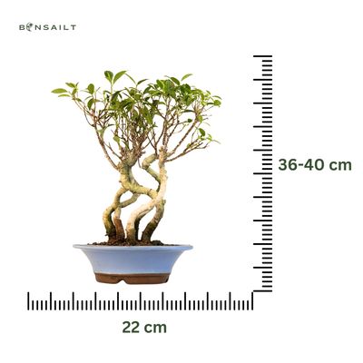 Ficus Bonsai x5 wald P22