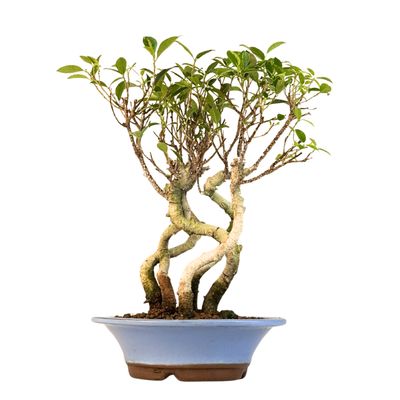 Ficus Bonsai x5 wald P22