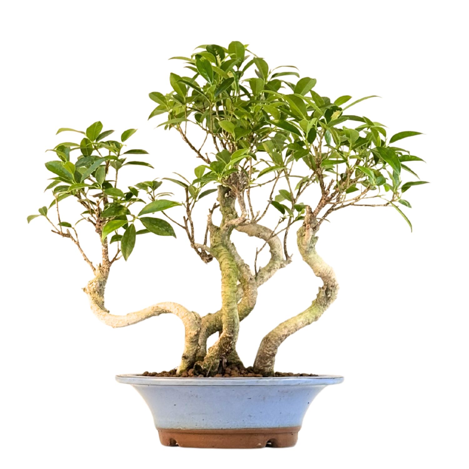 Ficus Bonsai x5 wald P22