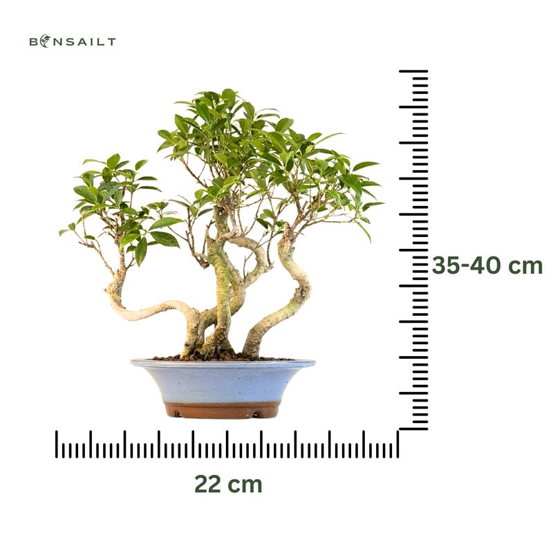 Ficus Bonsai x5 wald P22