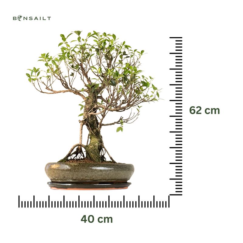 Ficus Bonsai P40