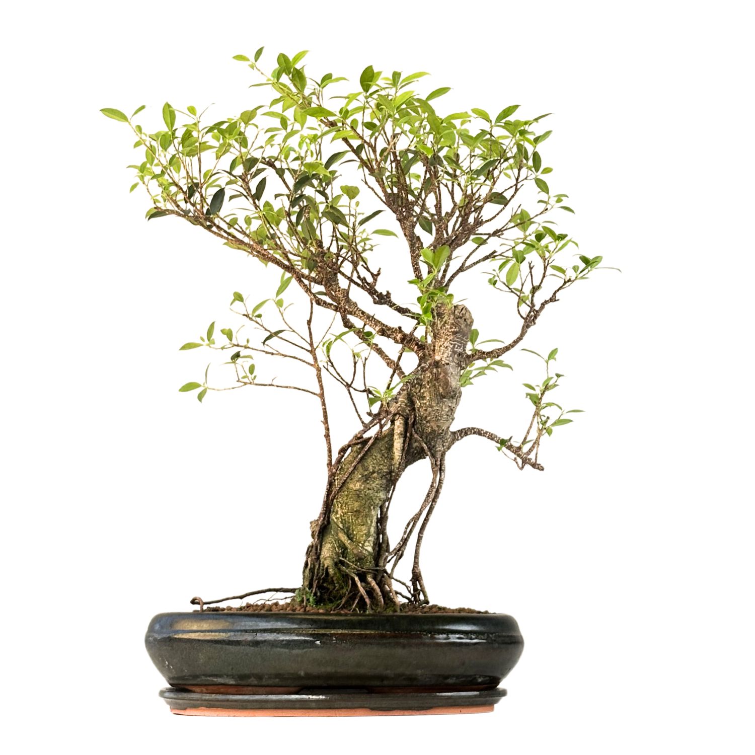 Ficus Bonsai P40