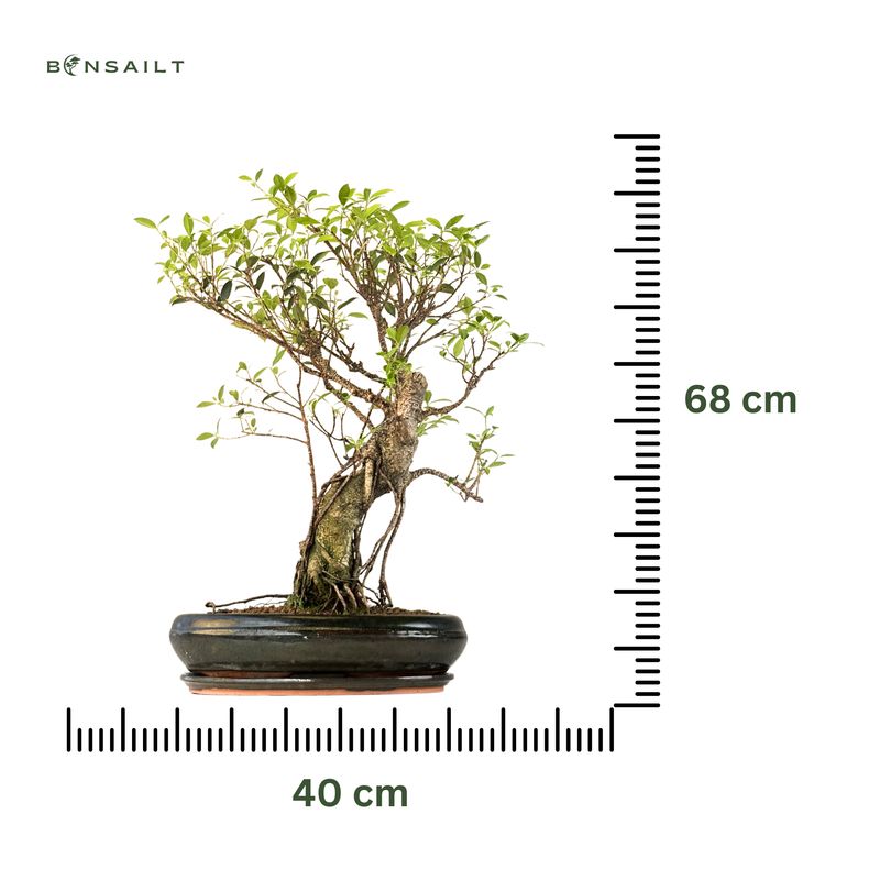 Ficus Bonsai P40