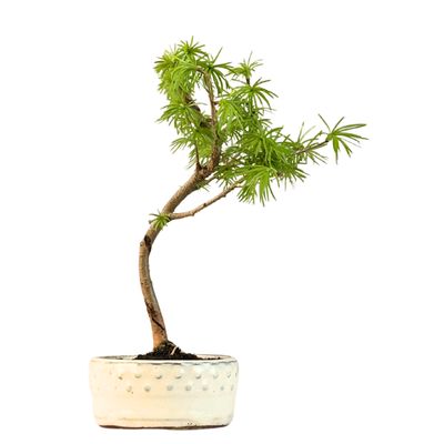 Pseudolarix Bonsai (Gold-Lärche) 12 cm topf