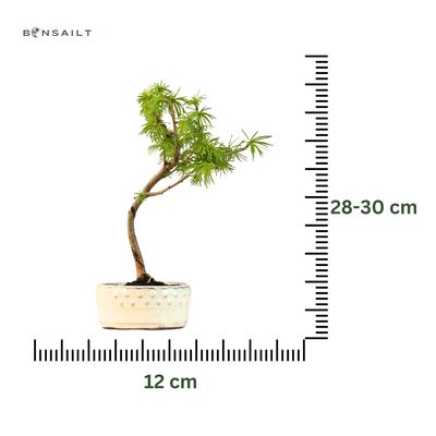 Pseudolarix Bonsai (Gold-Lärche) 12 cm topf