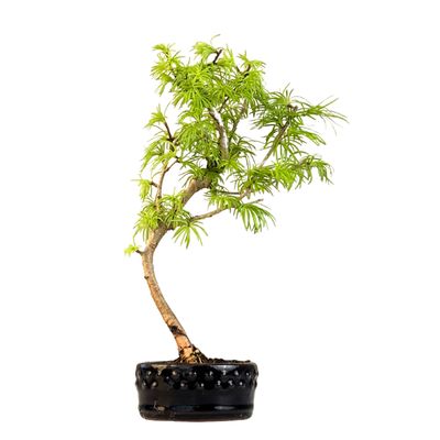 Pseudolarix Bonsai (Gold-Lärche) 12 cm topf