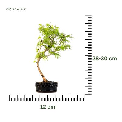 Pseudolarix Bonsai (Gold-Lärche) 12 cm topf