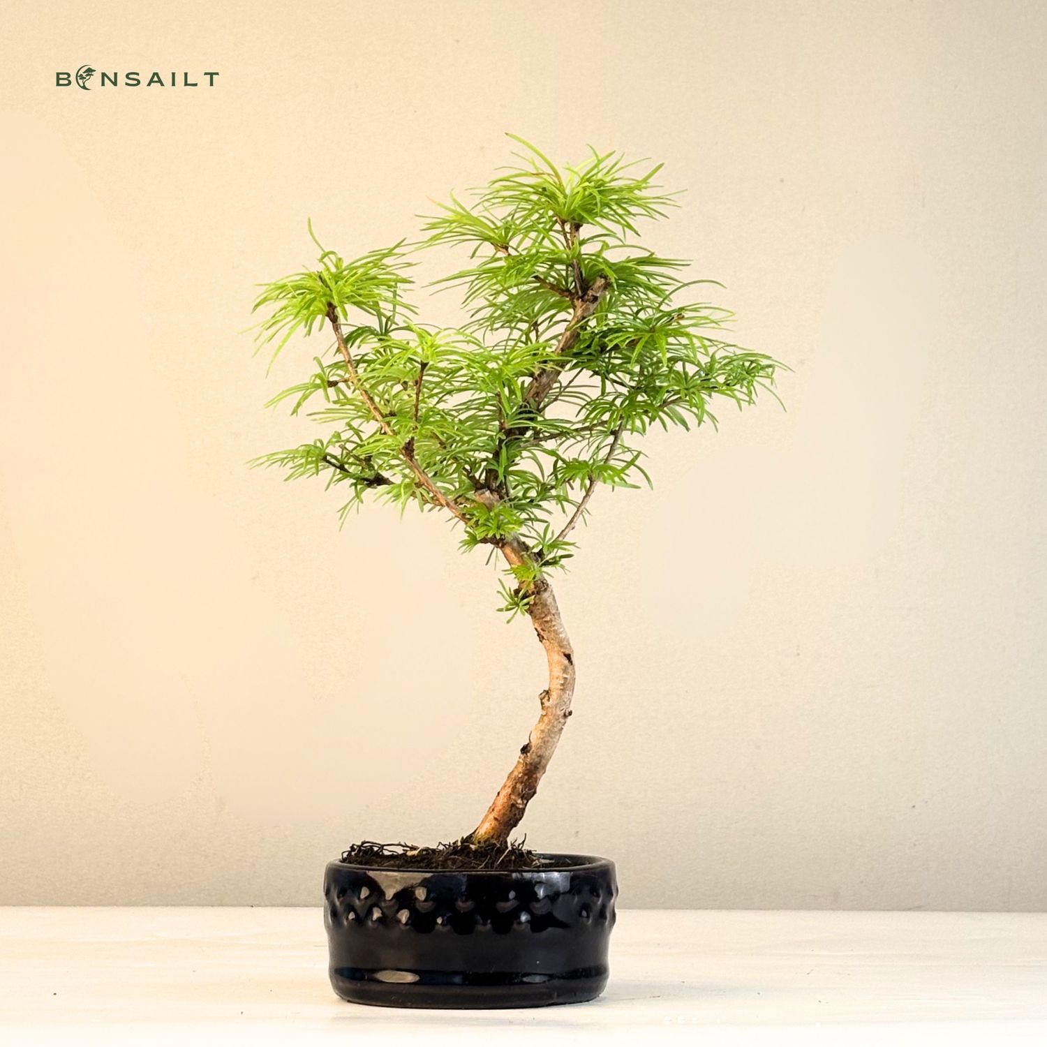 Pseudolarix Bonsai (Gold-Lrche) 12 cm topf