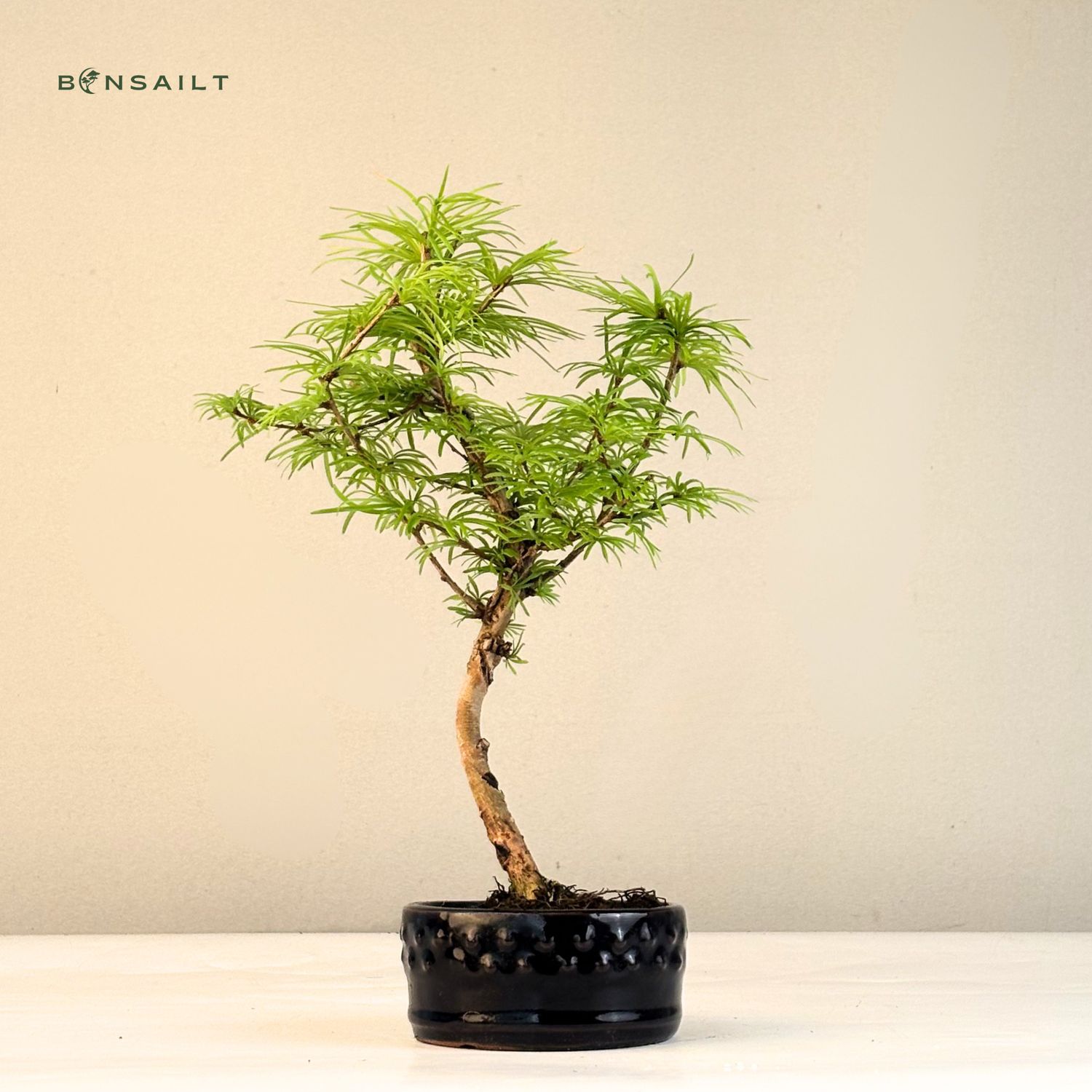 luxury bonsai tree Tall Japanese Bonsai Tree Decor main image 1