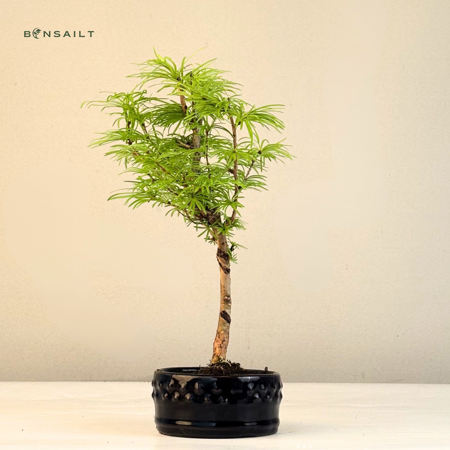 Pseudolarix Bonsai (Gold-Lrche) 12 cm topf
